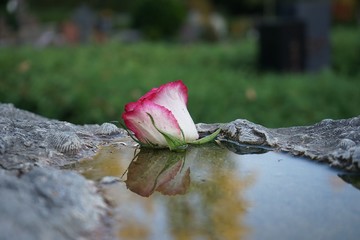 Rose im Wasser