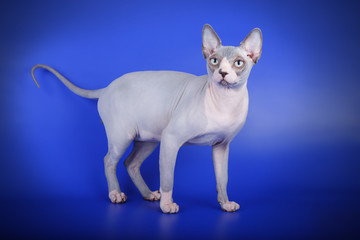 Canadian sphinx cat on colored background