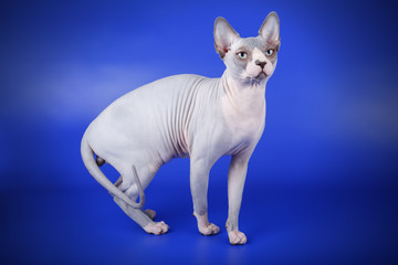 Canadian sphinx cat on colored background