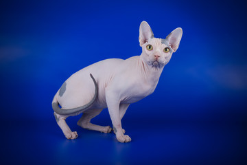 Canadian sphinx cat on colored background