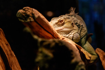 Beautiful large lizard iguana