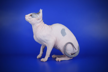 Canadian sphinx cat on colored background