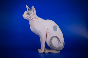 Canadian sphinx cat on colored background