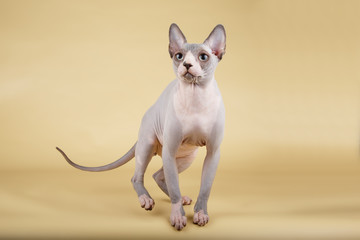 Canadian sphinx cat on colored background