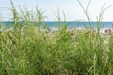 Beach and dune grass, in Algarve, Portugal
