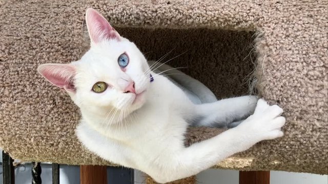 4K HD video of one white cat with heterochromia (odd eyes) inside a well used cat scratching post watching nature outside. wearing collar that says my name is Ariel.