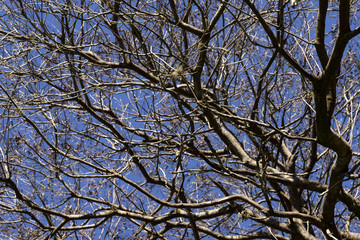 Branches of dried trees and blue sky background. A tree against a blue sky.