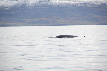 Obraz premium whale in eyjafjordur, akureyri, iceland