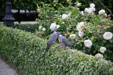 Pigeons in Paris park