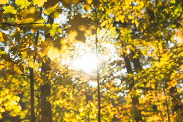 Colorful autumn leaves on tree in the middle of the forest. Photo taken from the bottom towards the blue saturated sky and the sun on warm sunny day. The most beautiful period of the year in nature.