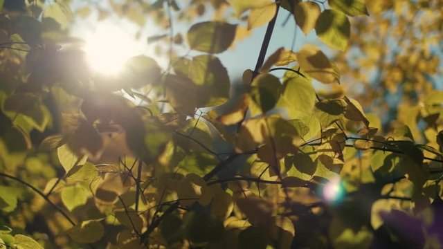 Autumn scene. Leaves swinging on a tree. Fall warm yellow colorful park detail with sun flare from sun shinig through leaves blowing. Blue sky in the background. Handheld slow pan dolly shot