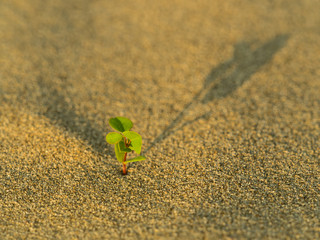 young sprout born in the sands. Concept strength of life