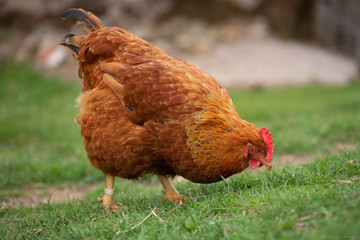 chicken on grass