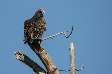 Turkey Vulture 2