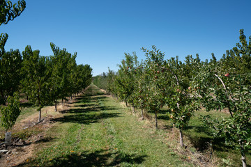 Obraz premium Pick your own peaches and apples farm Colorado USA