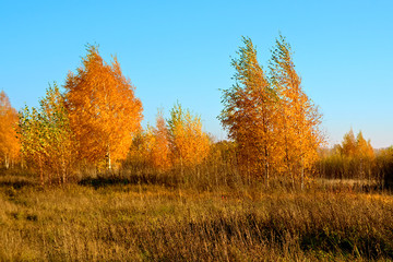 Autumn nature - yellowed grass and trees against a blue sky. Kostroma region, Russia.