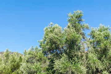 windy tree and blue sky on clear morning