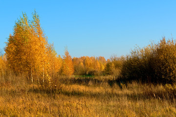 Autumn nature - yellowed grass and trees against a blue sky. Kostroma region, Russia.