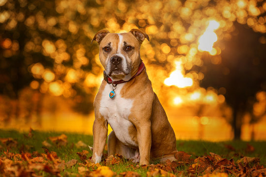 Cute Staffordshire Bull Terrier Dog