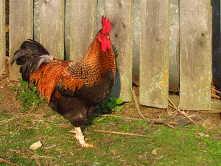 Gorgeous red cock on a grass by wooden fence, isolated bird