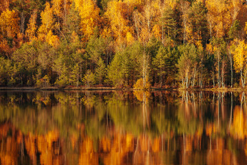 Reflection of trees in water at golden sunset.
