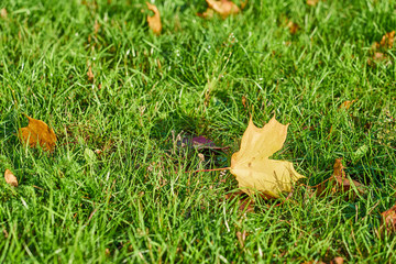                            Yellow autumn leave on a green grass. Copy space.    