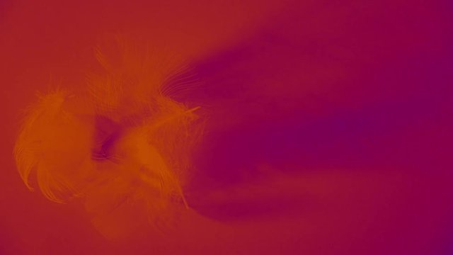 Seamless looping animation with feathers in red, purple and orange - colorful and decorative warm footage