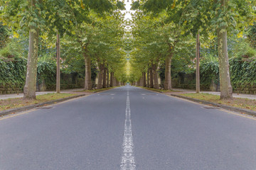 Tree tunnel and a lonely road, mirror effect composition