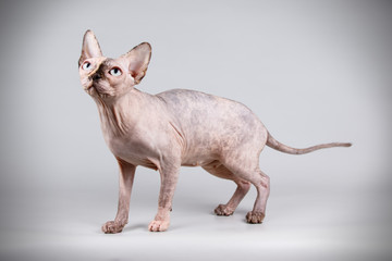 Canadian sphinx cat on colored background