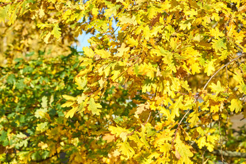 Obraz premium Yellow autumn leaves texture/background.