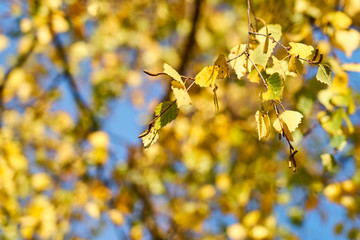                        A branch of a tree with colorful autumn leaves against a blue sky on a background. Copy space.        