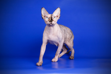 Canadian sphinx cat on colored background