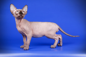 Canadian sphinx cat on colored background