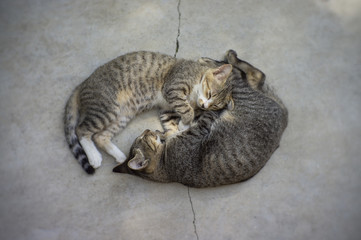 Cute kitten lying on the gorund, Daydreaming cat, Soft focus
