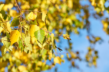                        A branch of a tree with colorful autumn leaves against a blue sky on a...