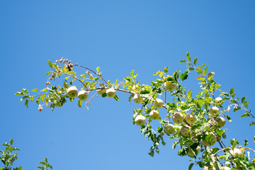 Pick your own peaches and apples farm Colorado USA