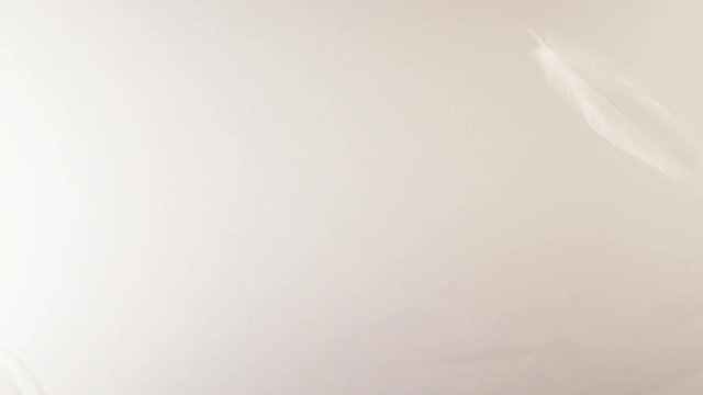 Feathers floating in the air in a soft light - seamless animation
