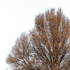 background of trees for a double exposure, trees isolated on white background, branches on a homogeneous blue background, many branches, branches in snow, snow on branches, snow on trees