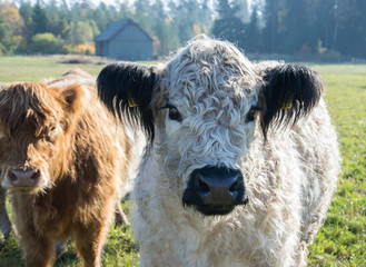 Two Scottish highland cows in a pasture.