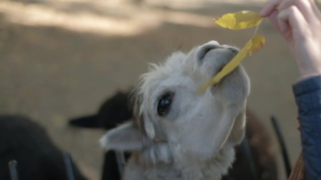 Cute furry llama lama alpaca eatin leaves from girls hand. Funny animal feeding at farm