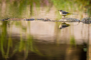 Grey wagtail, Motacilla cinerea, single female by water, Povoa de Lanhoso, Portugal, Outubro 2018.