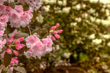 pink flowers in garden