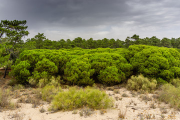 Fototapeta na wymiar Pine Tree Forest in Vila Real Santo Antonio. Algarve, Portugal.