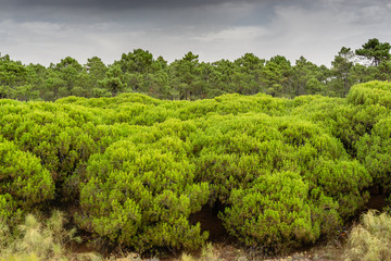 Fototapeta na wymiar Pine Tree Forest in Vila Real Santo Antonio. Algarve, Portugal.
