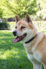 Akita