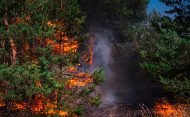 Fototapeta na wymiar wildfire, burning pine forest .