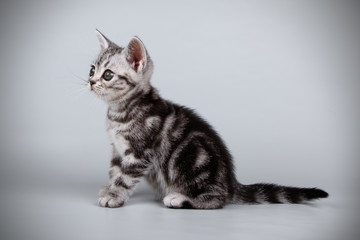 American shorthair cat on colored backgrounds