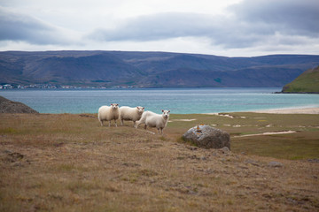 three sheeps on the background of the fjord in Iceland