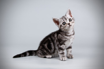 American shorthair cat on colored backgrounds