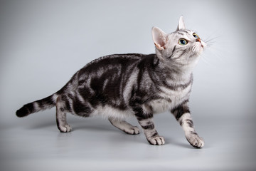 Naklejka premium American shorthair cat on colored backgrounds